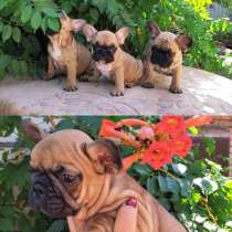 Щеночки Французского Бульдога, в Кирове