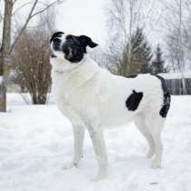 Статный Бим в добрые руки, в Александрове