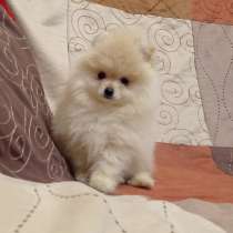 Померанский шпиц. Мелкий стандарт, в г.Гросенхайн