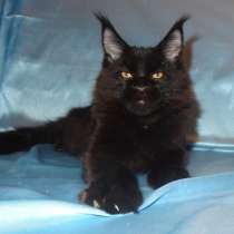 Чёрная пантерка Джамайка, в Москве