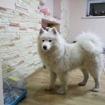 Гостиница для собак (зоогостиница, передержка) happydogs. kz, в г.Алматы