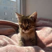 Котенок мальчик, в Ставрополе