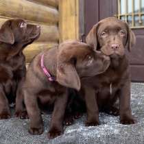 Лабрадоры без дефектов щеночки, в Владимире