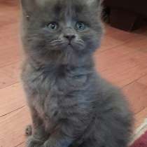 Девочка котенок Шебби, в Жуковском