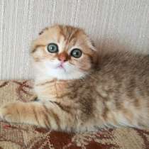 ЗОЛОТАЯ ПЯТНИСТАЯ КОШЕЧКА, в Саранске