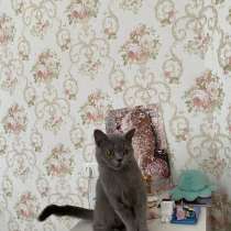 Продам кошку, в г.Тараз