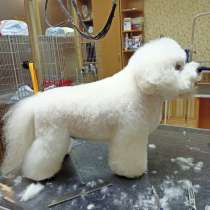 Стрижка собак и кошек в Донецке, профессионально, в г.Донецк