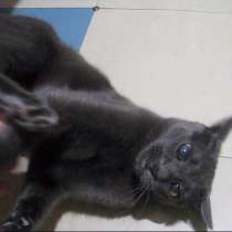 Кот порода Русская голубая, в г.Усть-Каменогорск