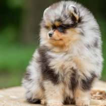 Тигровый малыш породы померанский шпиц мини ждёт вас, в г.Варшава