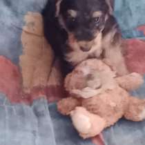 Продается щенок породы эрдельтерьер кобель, в Москве