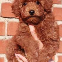 Той пудель. Red, в г.Aach