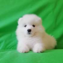 Самоеды щеночки, в Владимире