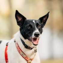 Красавица Грея в поисках дома и хозяина, собака в дар, в Москве