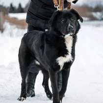 Красавец Тедди, суперпозитивный молодой пес в добрые руки, в Москве