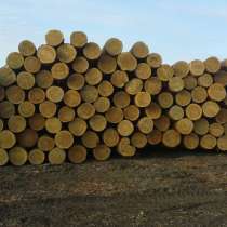 Лес Кругляк, в Красноярске