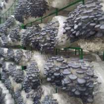 Грибные блоки, в г.Караганда