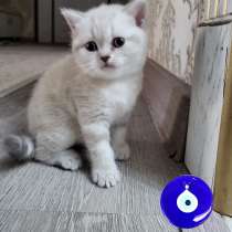 Продаются шотландские котята, с черепашьим окрасом !!!, в г.Шымкент