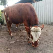 Продам 11-месячного бычка, в г.Красный Луч
