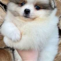 Померанский шпиц, в г.Falkenstein