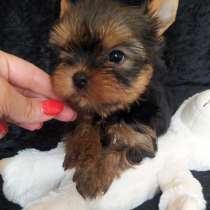 Шикарная девочка йорка, в г.Балыкесир