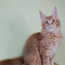 Котенок мейн-кун, в г.Вильнюс