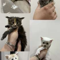 Котята Мейн Кун, в Кольчугине