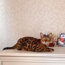 Бенгальские котята, в г.Минск