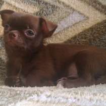 Купить щенка чихуахуа в Москве недорого. РКФ. Мини, в Москве