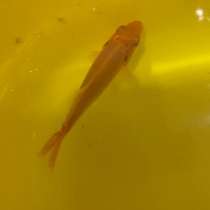 Карпики кои, в Краснодаре