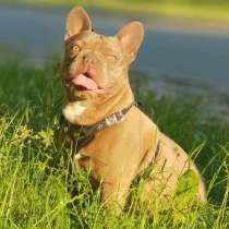 ISABELLA FRENCH BULLDOG, в г.Полтава