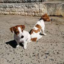 Щенки джека рассела терьера, в Волгодонске