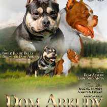 Американские Булли, в Саратове