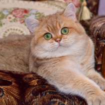 BRI ny25 male for sale, в г.Пекин