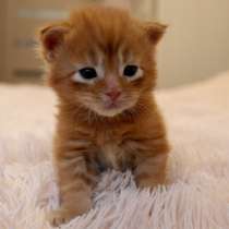 Parmesan Maine Coon (Мальчик Мейн-Кун), в Сестрорецке