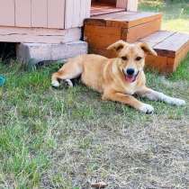 Шани спит и видит дом, в Москве