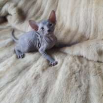 Донские сфинксы, в Асбесте