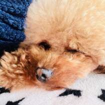 Пуделя на все размеры. начиная с тедду и самый большой, в г.Болонья