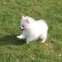 Шпиц, в г.Кассель