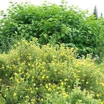 Сахалинская гречиха. Посадочные корни с доставкой по России, в Томске