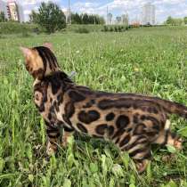 Бенгальский кот вязка, в г.Минск