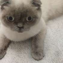 Чистокровная шотландская вислоухая, в г.Карловы Вары