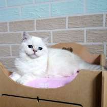 Продаю милую кошку с родословной, в г.Вроцлав