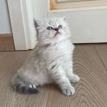 Scottish fold e straight gattini in vendita, в г.Милан