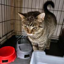 Ласкуша Джинкси, молодая полосатая кошечка в добрые руки, в Москве