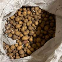 Продам картошку 12 ₽ за килограмм, в Кстове