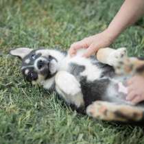 Мира, щенок егоза и непоседа, в Москве