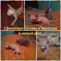 Котята канадского сфинкса, в Пушкино