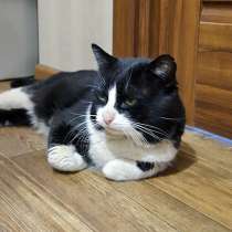 Добрый, очень ласковый котик ищет дом, в Москве
