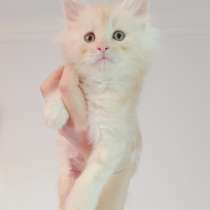 Meincoon мейн кун котята, в г.Гамбург