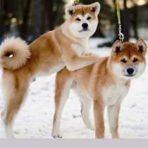 Щенки Акита ину, в г.Минск